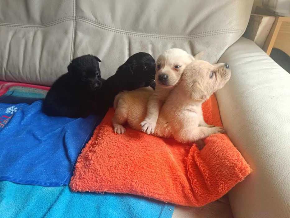 Labrador Retriever [ Bielsko - BIała ]