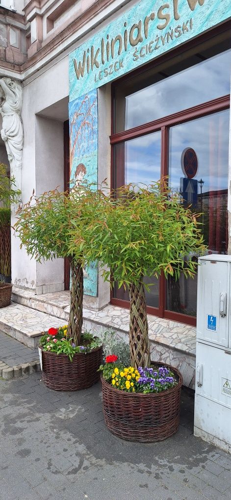 Wierzba pleciona Salix