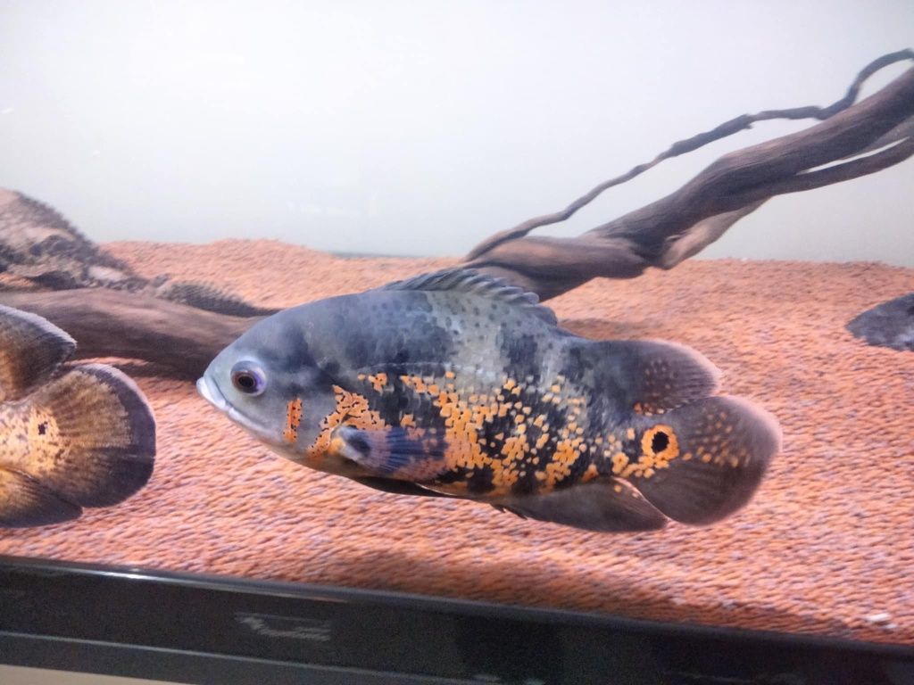 Vendo Peixes oscares