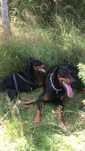 Dobermany Szukaja domu