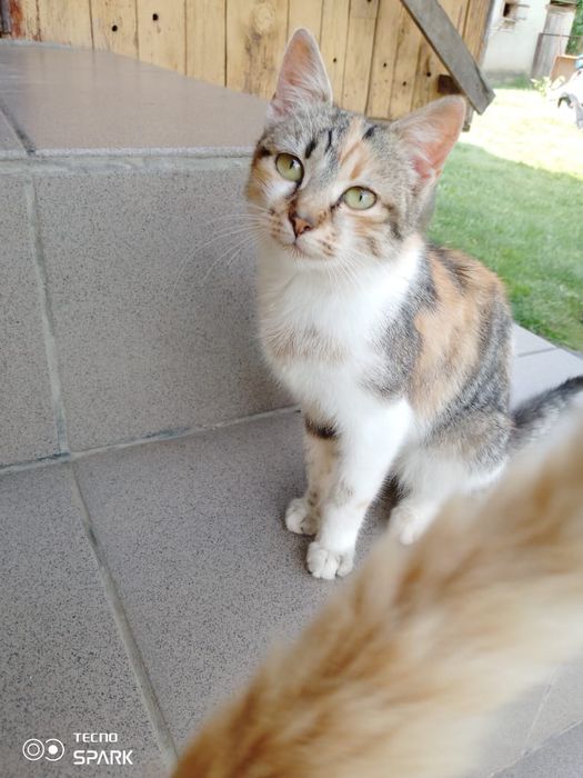 Киця, кішка ,  6 міс віддам