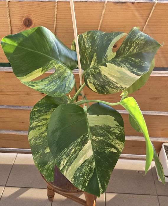 Monstera Aurea Marmorata