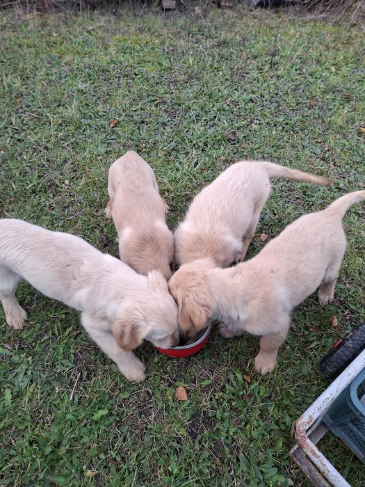 Golden Retriever piesek