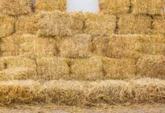 Солома пшениці в тюках 2025