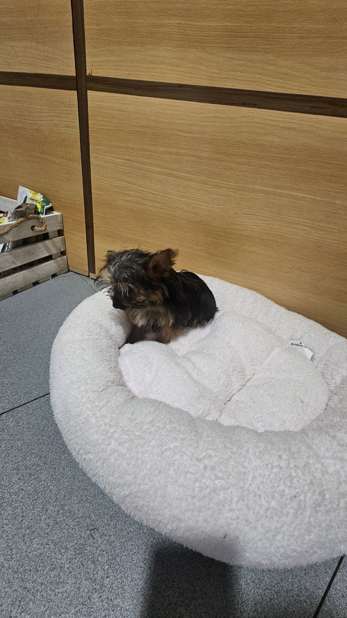 Yorkhire terrier Mini fêmea