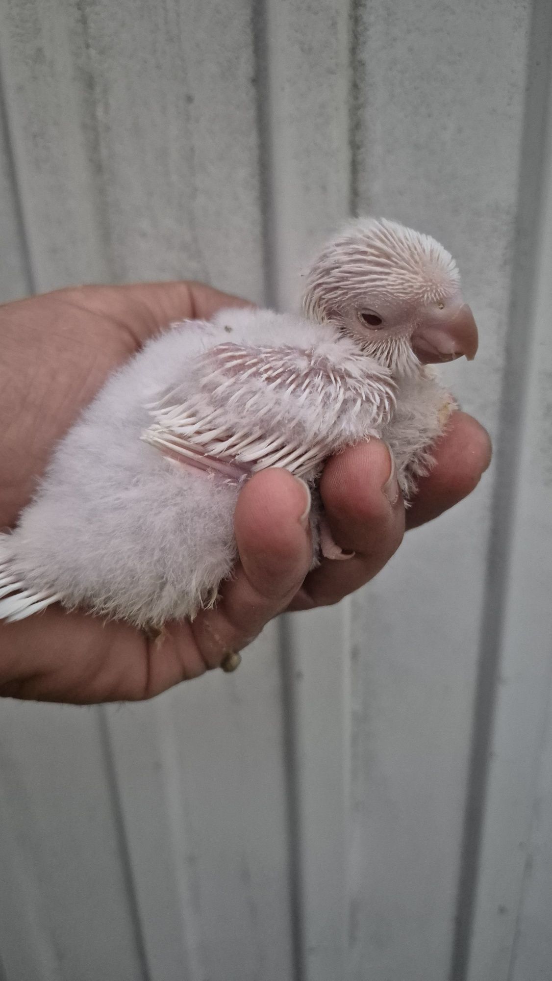 Conures de peito cinzento para criar à mão