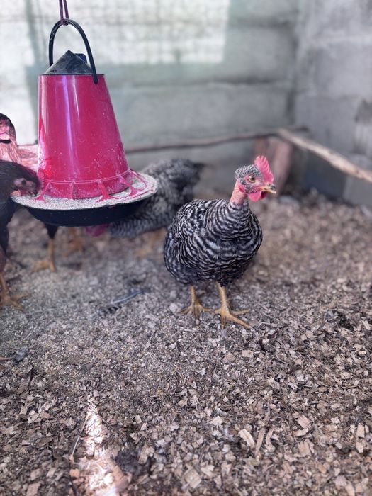 Galos de raça Rhode Island Red