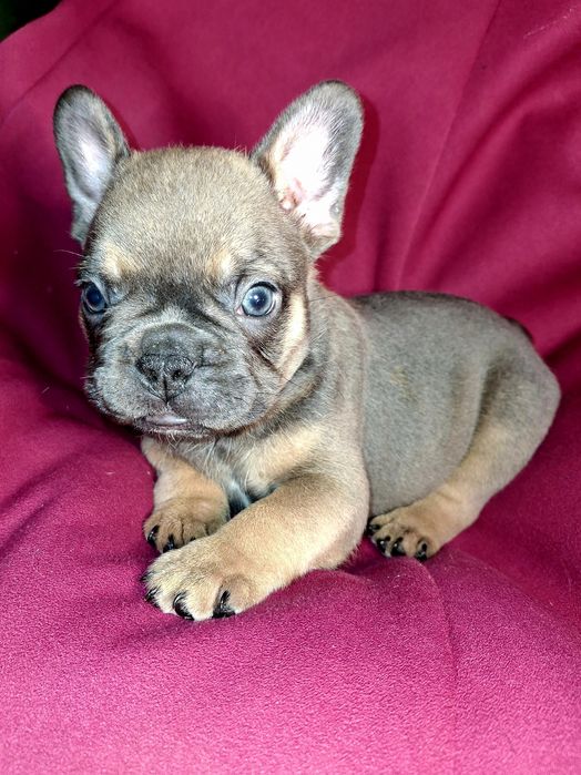 Продам французиких  бульдогів