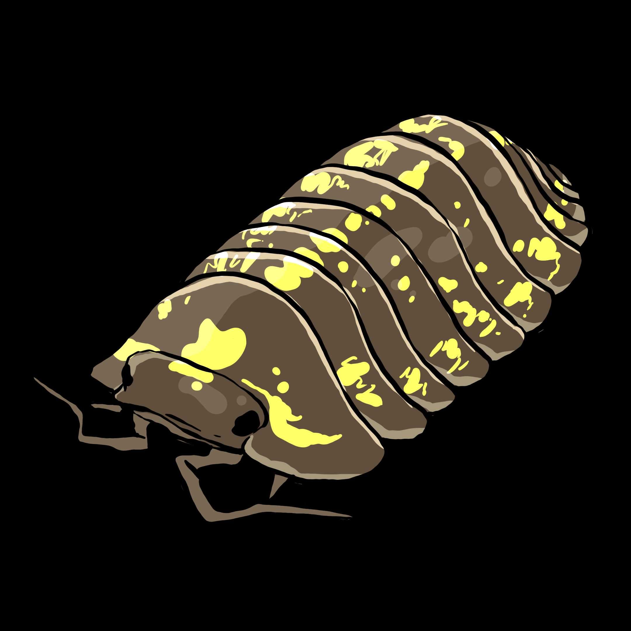 Armadillidium versicolor