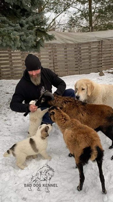 Szczenię Owczarek Środkowoazjatycki