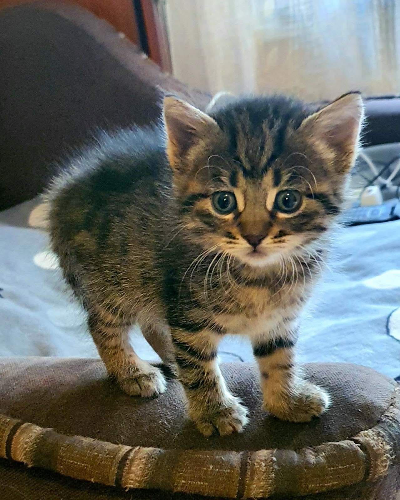 Очень много котят бесплатно котята котенок