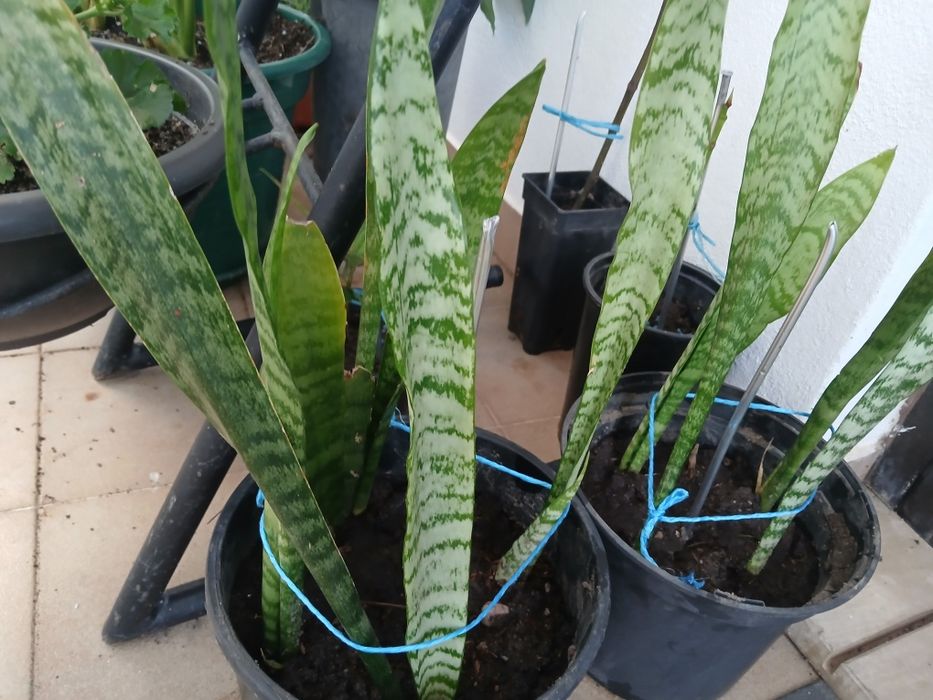 Flores(chamadas Espadas de São Jorge)