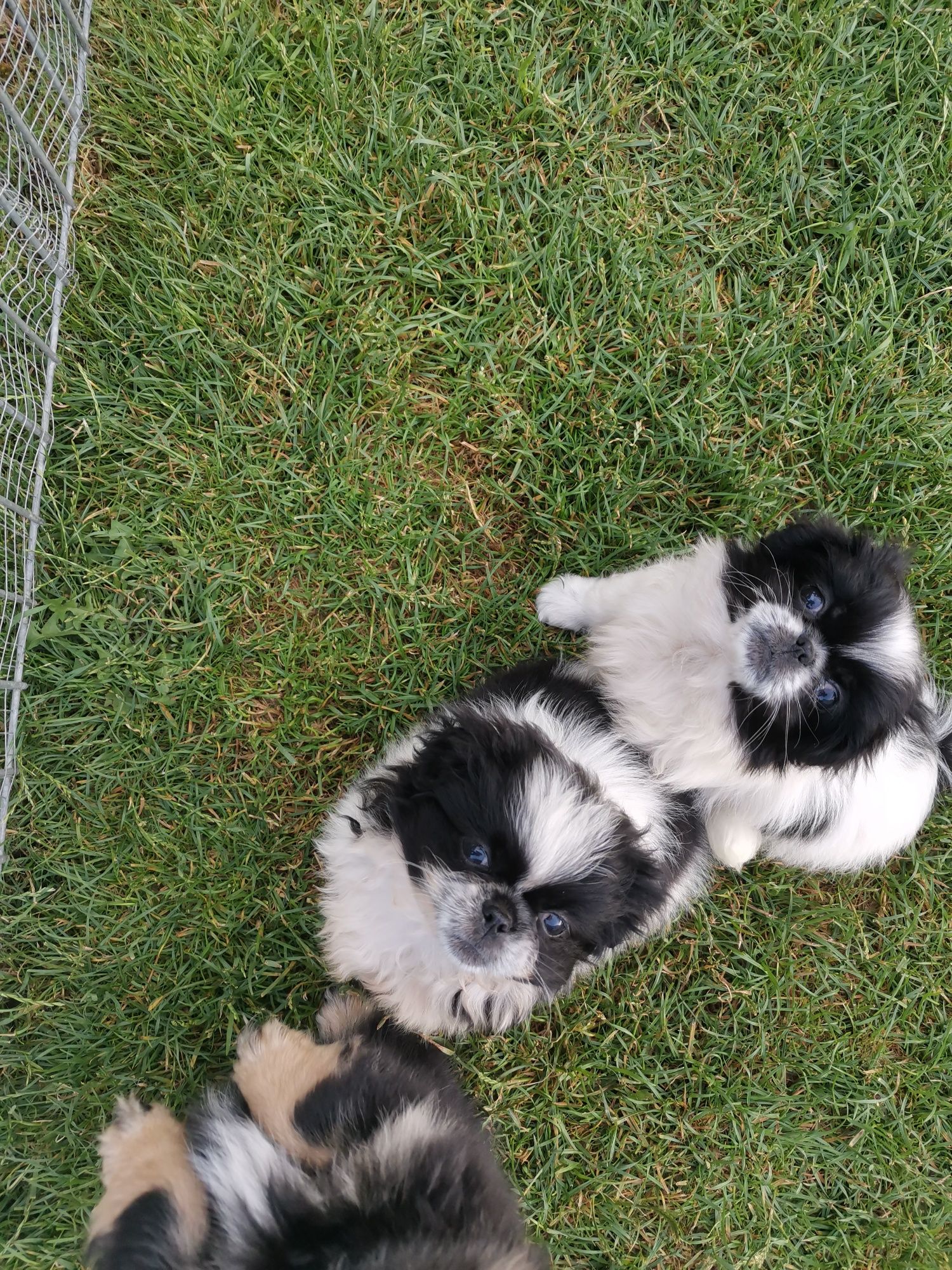 Szczeniak Pekińczyk Nie Shih Tzu
