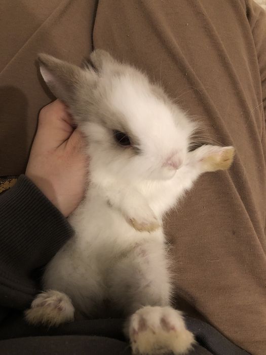 Królik miniaturka karzełek