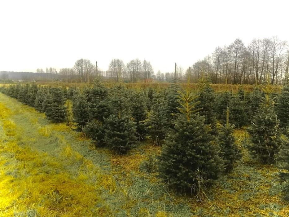 Świerk zielony ,srebrny, jodła kaukaska
