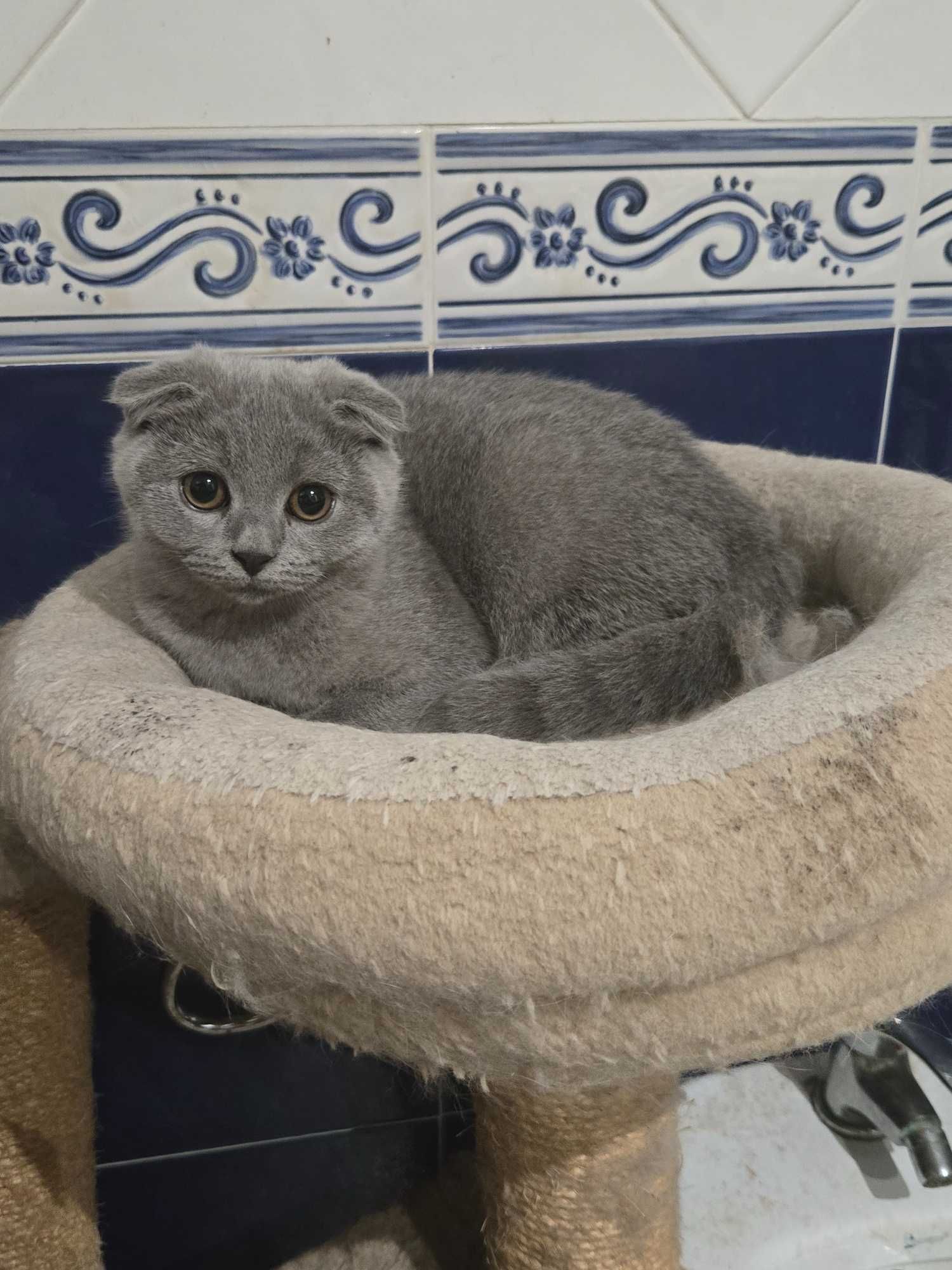 Gatinha Scottish Fold