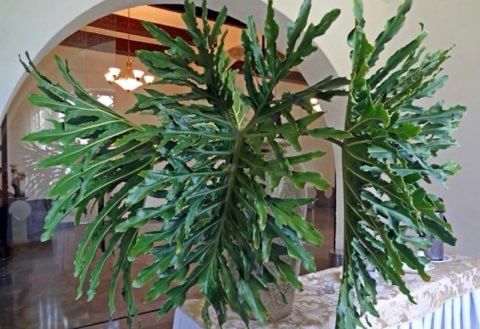Philodendron Bipinnatifidum / Guaimbé