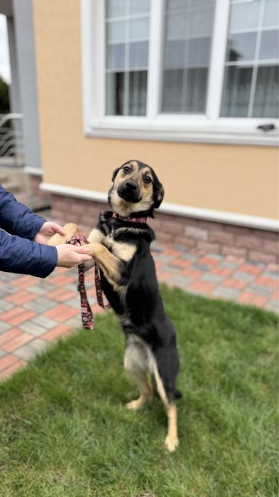 Щенок, цуценя дівчинка 7 місяців. Стерилізована