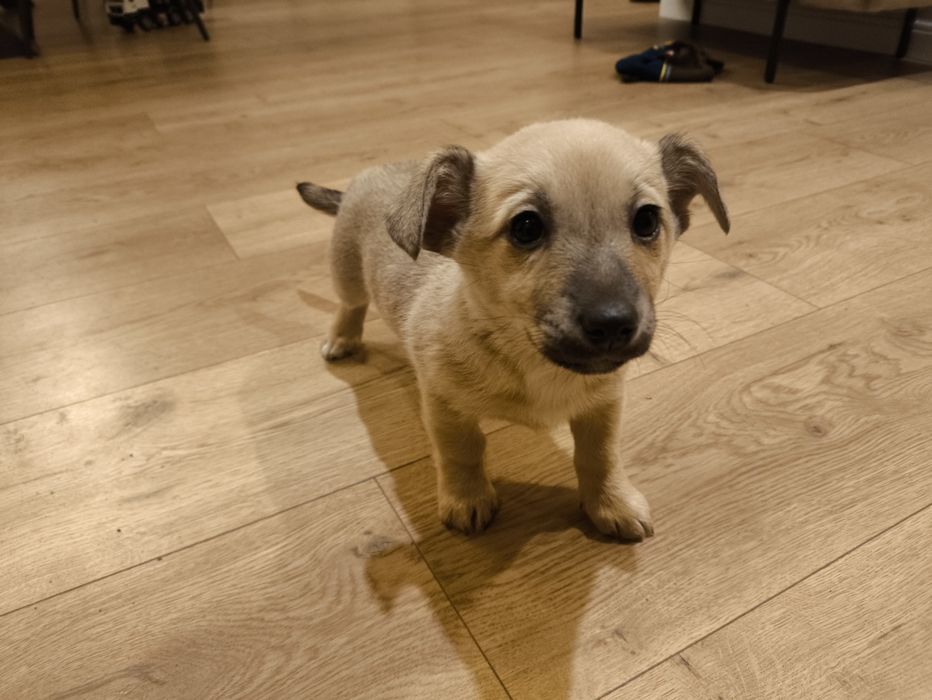 Oddam szczeniaczka- suczkę w dobre ręce ;)