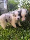 Niebieskooka border collie sunia