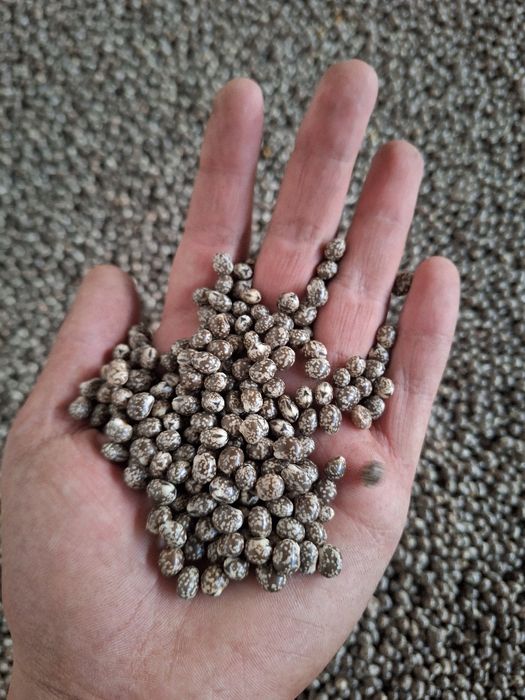 Łubin gorzki, ekologiczny Karo