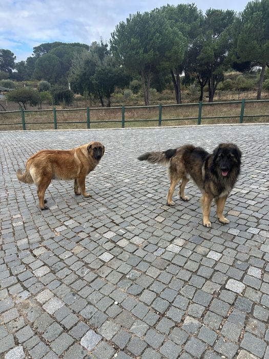 Cachorros para adoçao