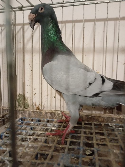 Rzeszowski, Rzeszowskie