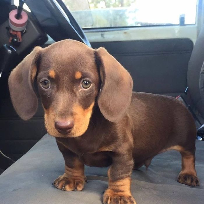 Продається милий та добрий цуцик.