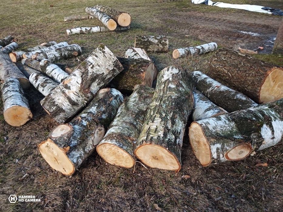 Drewno brzoza 1 gatunek