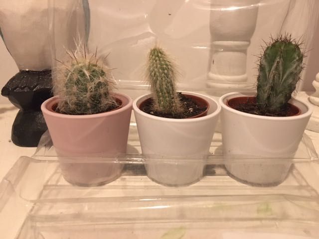 IKEA 3 kaktusy w doniczce