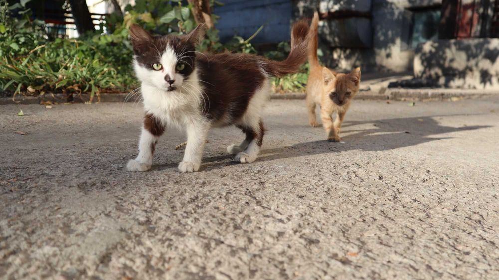 Гарні котята - Віддам