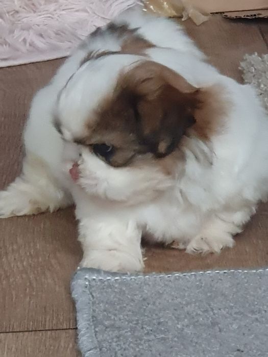 Shih tzu ,/Urocze clppaki