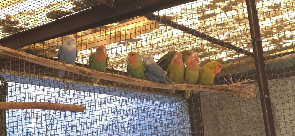 Agapornis de 2025