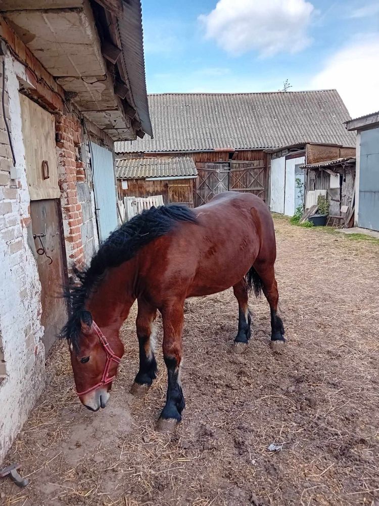 Sprzedam ogiera rocznego. Koń.