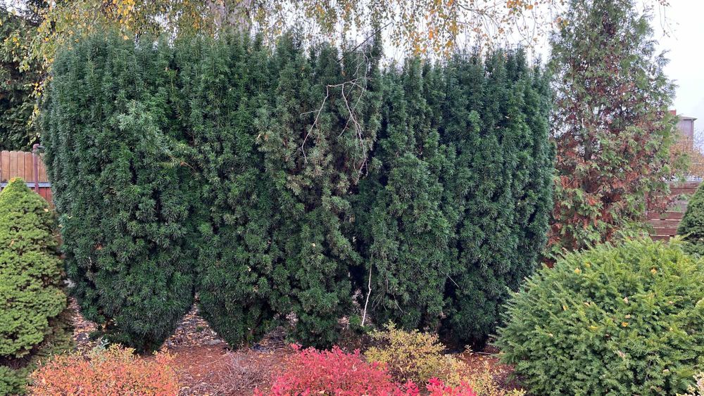 tuja szmaragd 2,5-4 m, cis pospolity, tuje, żywopłot,