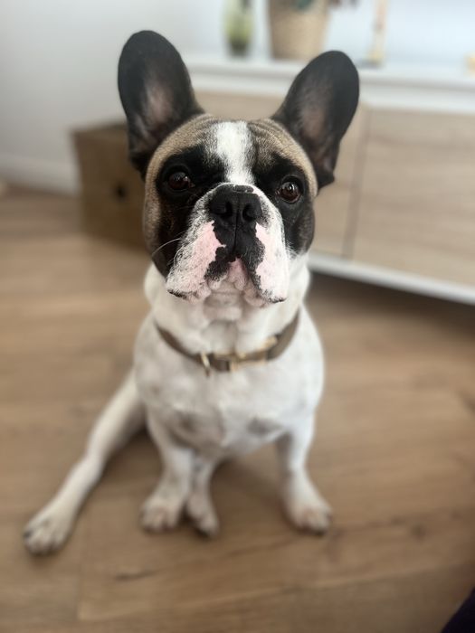 Buldogue procura namorada