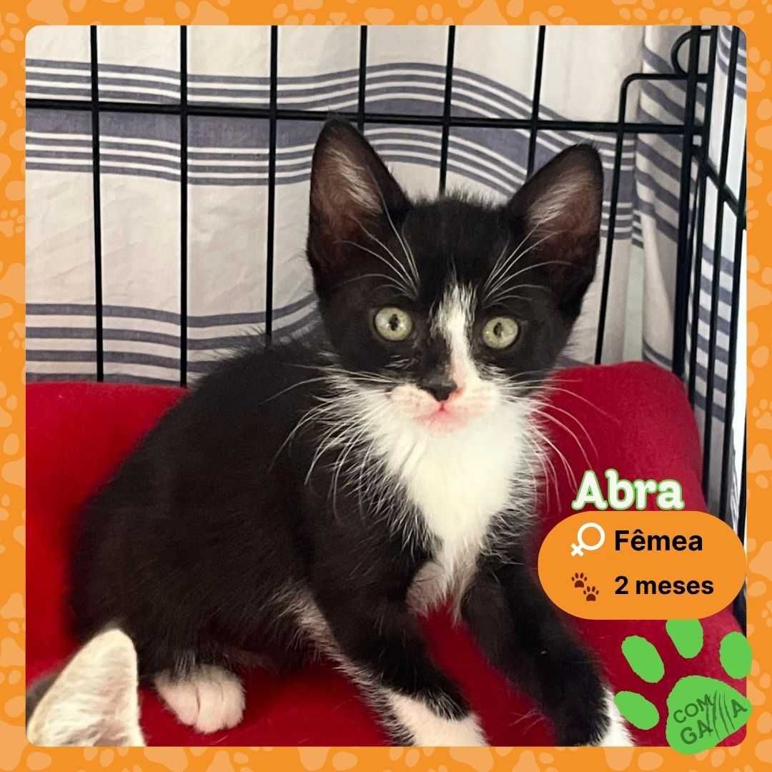 Gatinhas para adoção