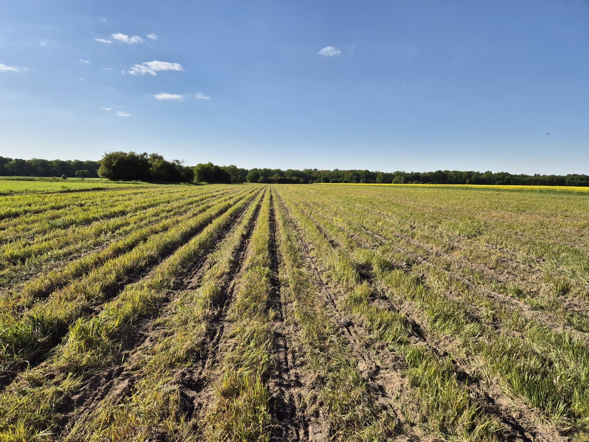 Siew rzepaku oraz zboża metodą strip-till