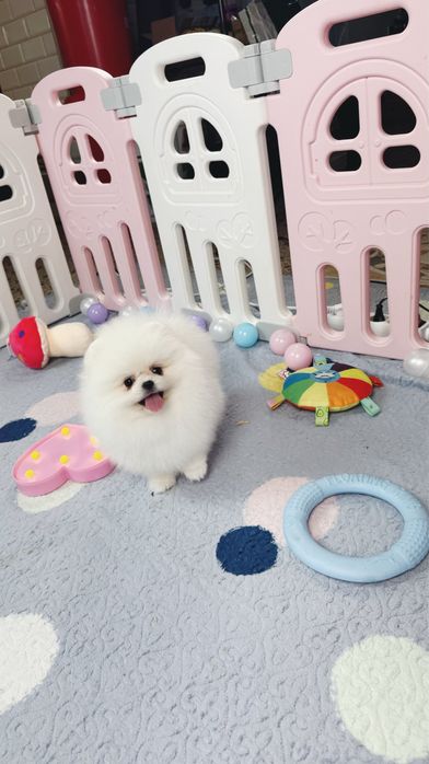 Померанский шпиц мальчик