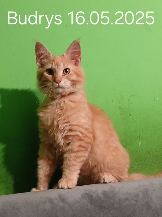 Sprzedam kocurka rasy Maine Coon urodzonego 16.05.2025 roku o imieniu