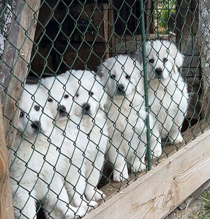 Polski Owczarek podhalanski