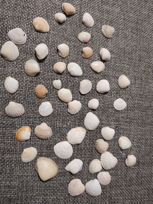 Garść muszelek Bałtyk