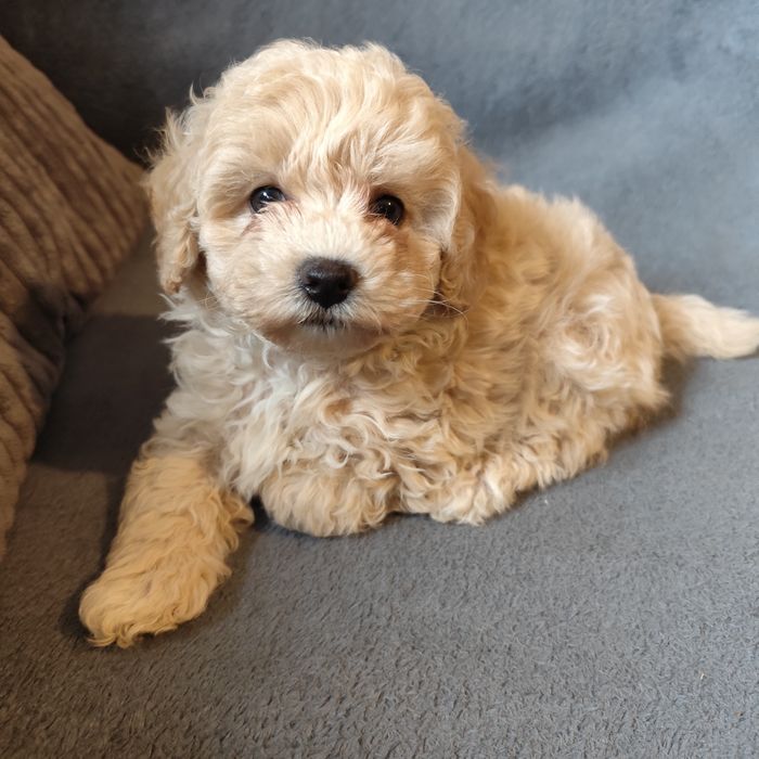 Maltipoo F1-dziewczynka*badania