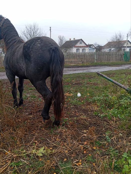 Продам велику кобилу