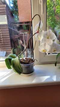 Продам орхідею фаленопсис