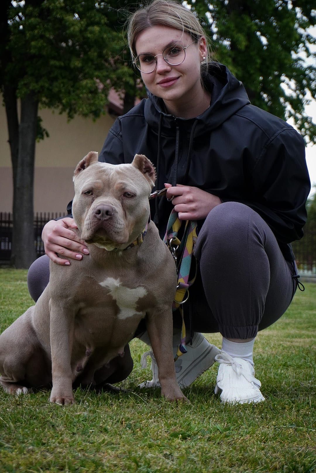 Zapowiedź miotu American Bully XL