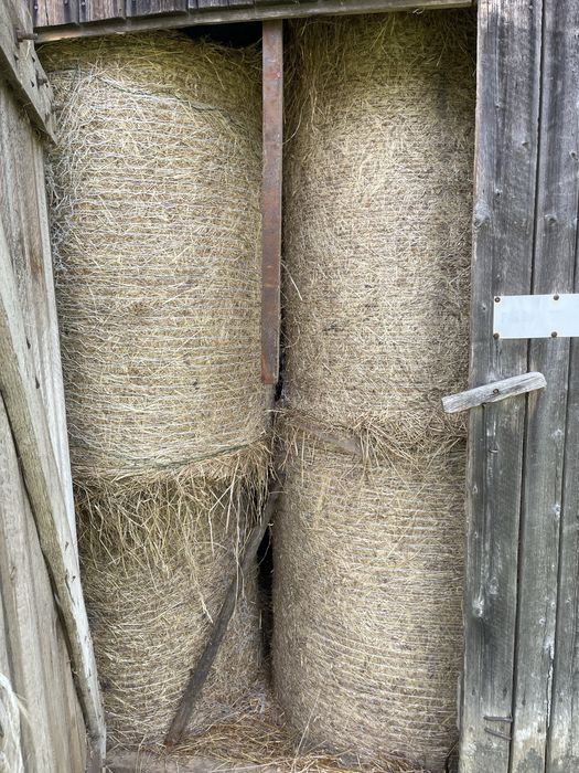 Sprzedam słomę z pszenżyta 2025 - 46 balotow/ sztuk