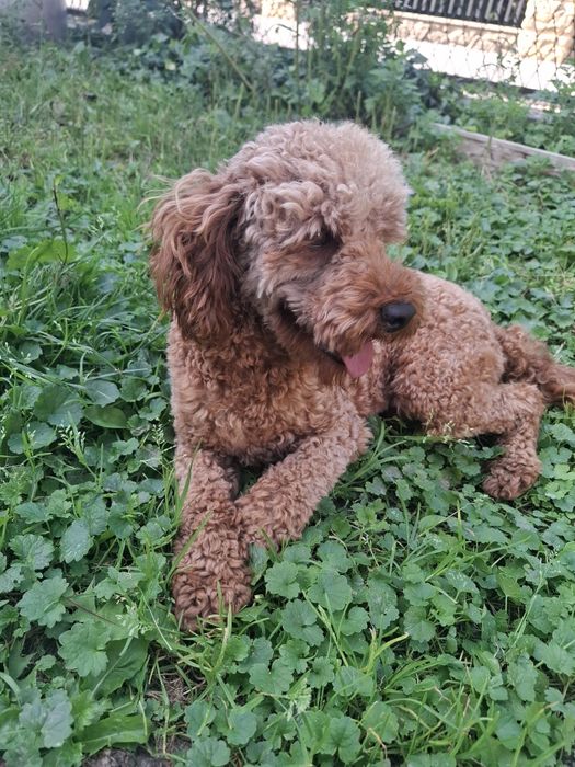 Reproduktor krycie pudel miniatura red