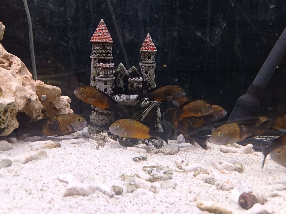 Akwarystyka słodkowodna