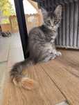 Szylkreta niebieska maine coon 3 miesiace